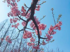 -杭州植物园
