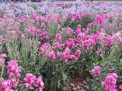 -松山湖梦幻百花洲