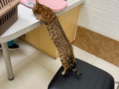 -美联众合动物医院·24h京西诊疗中心