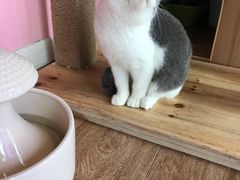 -70cat德文卷毛猫·缅因猫纯种猫舍