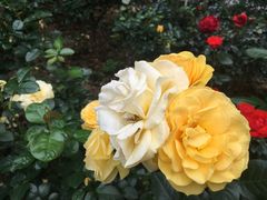 -人民公园(罗湖区)