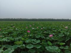 -西青郊野公园