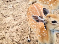 -清迈夜间动物园