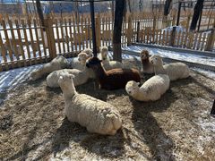 -大连森林动物园