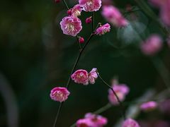 -上海吴淞炮台湾国家湿地公园