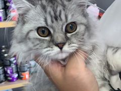 -福州肆爪动物医院
