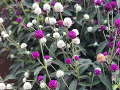 -墨尔本皇家植物园