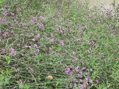 -昆山城市生态森林公园