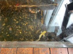 水产区-颐和•海鲜砂锅粥•啫啫煲(奥林匹克广场店)