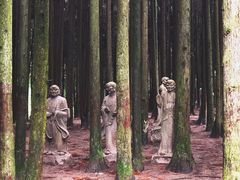-武陵山森林公园