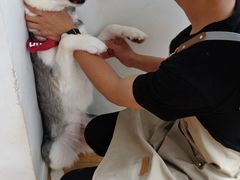 小甜甜-Husky Go! 哈士奇体验馆·宠物咖啡厅狗咖