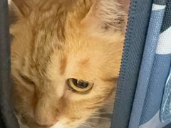 -达爱动物医院·犬猫分区·CT·复杂眼科(远洋山水分院)