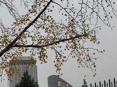 -三里屯东五街银杏大道