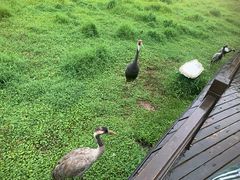 -普洱太阳河森林公园