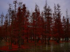 -白鹭湾湿地公园