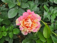 -人民公园(罗湖区)