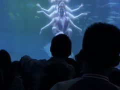 -海合安成都极地海洋公园