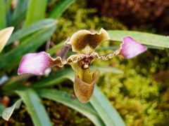 -国家植物园南园