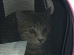 -伟伟宠物医院·CT影像中心·瑞派犬猫综合性门诊(汉口总院)
