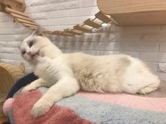 -momokira米努特·德文卷毛猫·棉花面纱犬
