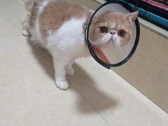 -瑞鹏宠物医院·骨科·猫科·内科(第一中心)