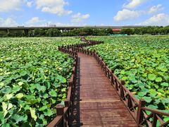 -荷塘月色湿地公园·向阳花洲