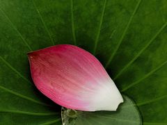 -石家庄市植物园