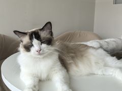 -怪兽屋·羊驼·猫咖·狗咖(俊华广场店)