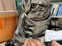 -瑞派动物医院·猫专科·至诚(江南中分院)