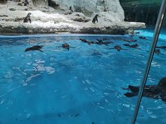 -帝企鹅自助餐厅•儿童岛•真企鹅(长隆企鹅酒店)