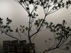 -胡麻(静安嘉里店)