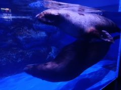 -上海海昌海洋公园-冰山北极馆