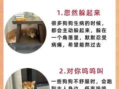 -瑞派天使宠物医院·神经外科·骨科·核磁CT(洛川中路店)