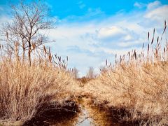 -溱湖国家湿地公园