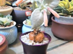 -双季花艺园艺市场(浦东店)