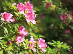 -上海滨江森林公园