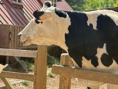 -神户市立六甲山牧场