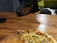 -百好乐宠物友好餐厅(朝外大街店)