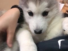 -Husky Go! 哈士奇体验馆·宠物咖啡厅狗咖