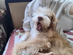 -帕帕拉兹宠物(亚洲旗舰店)