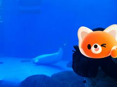 -海合安成都极地海洋公园