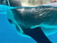 -帝企鹅自助餐厅•儿童岛•真企鹅(长隆企鹅酒店)