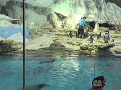 -帝企鹅自助餐厅•儿童岛•真企鹅(长隆企鹅酒店)