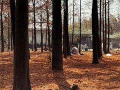 -上海长兴岛郊野公园