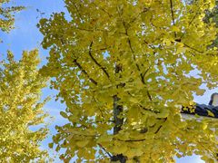 -武汉紫薇都市田园