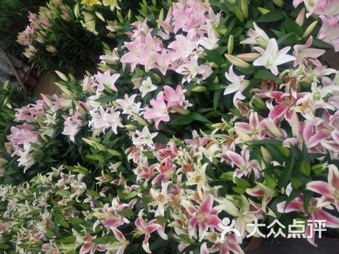 郑州双桥花卉图片