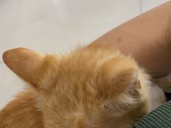 -安安宠医·臻爱宠物医院·宠保定点(营门口路分院)