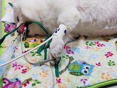 -爱侣·安琦尔宠物医院·中兽医针灸·心内科·狂犬免疫点(宝山区院)