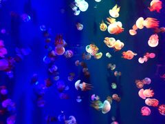 -成都浩海立方海洋公园