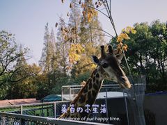 -荆州中山公园动物园